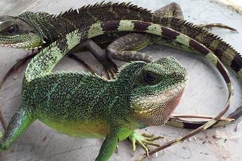 Nông dân phát tài nhờ nuôi con trong sách Đỏ Việt Nam, thu lãi tiền tỷ lại bảo tồn động vật quý
