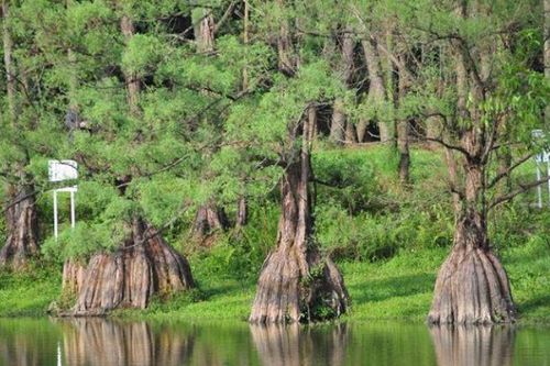 Loài gỗ quý hiếm có ở Việt Nam giá lên đến hàng trăm triệu đồng, suýt tuyệt chủng vì tin đồn chữa được ung thư