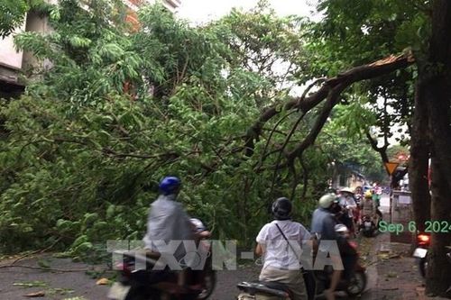 Hà Nội nhiều cây xanh bị đổ sau cơn mưa to do ảnh hưởng bão số 3