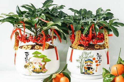 Một loại cây vượng tài cho gia chủ, biết chăm sóc tốt sẽ đếm tiền mỏi tay, chỉ 300.000 đồng/cây