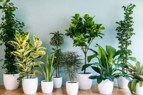 Tuyệt đối đừng để cây ở 3 vị trí này nếu bạn không muốn tài lộc hao mòn, vận may suy giảm
