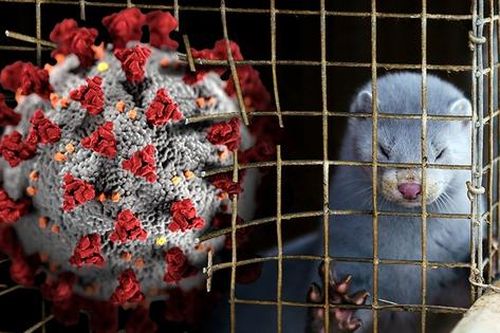 Nguy cơ bùng phát đại dịch từ 36 chủng virus mới phát hiện tại các trang trại nuôi thú lấy lông ở Trung Quốc