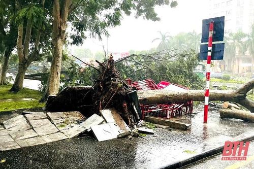 TP Thanh Hóa: Mưa bão khiến nhiều cây xanh bật gốc, gãy đổ