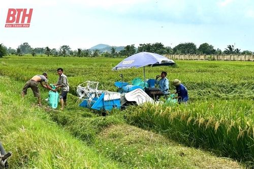 Khoảng 9.838,6 ha cây trồng có nguy cơ ngập úng do ảnh hưởng của bão số 3 Yagi