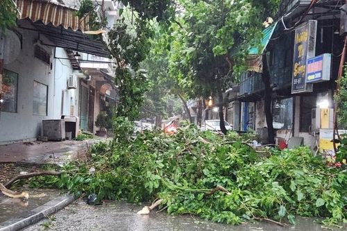Siêu bão số 3 chưa vào, Thanh Hóa đã mưa to, gió lớn cây đổ la liệt