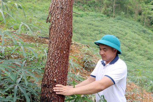 Gỡ bài toán trồng rừng sản xuất cho người dân (bài 2)