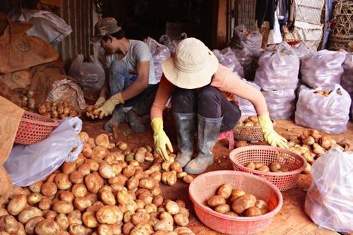 Siết chặt quản lý, không để giả mạo nông sản Đà Lạt