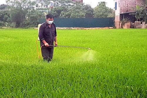 Tăng cường phòng, chống dịch bệnh trên cây trồng