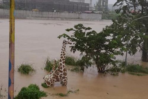 Philippines thiệt hại nặng vì siêu bão Yagi, ít nhất 11 người thiệt mạng