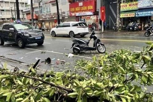 TPHCM: Chủ động, khẩn trương ứng phó bão số 3, đề phòng cây xanh ngã đổ