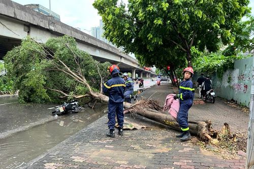 Khuyến cáo các biện pháp phòng, tránh tai nạn cây đổ do mưa bão
