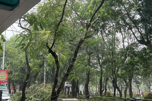 Hải Phòng: Mưa lớn, nhiều cây xanh gãy đổ trong bão số 3