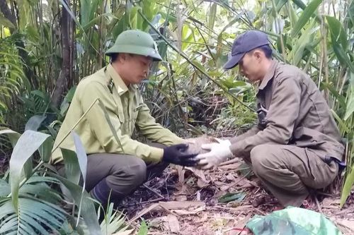 Nghệ An: xử lý hàng nghìn bẫy thú rừng trong Vườn quốc gia