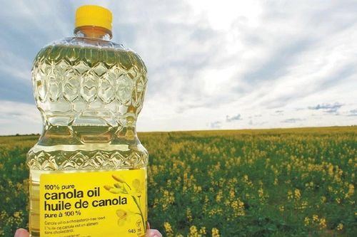 Trung Quốc ra 'đòn' chấn động, ngành cải dầu Canada đối diện nguy cơ lặp lại lịch sử đau đớn