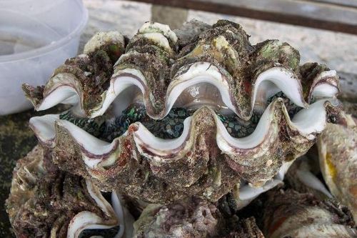 Xử phạt một nhà hàng ở Côn Đảo 65 triệu đồng vì kinh doanh ốc quý hiếm