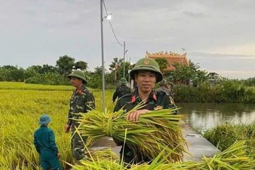 Thanh Hóa: Bộ đội, dân quân giúp dân gặt lúa 'chạy' mưa bão