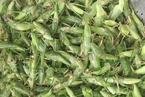 800 nghìn/kg vẫn đắt hàng, 'tóp mỡ xanh' thành món ăn của nhà giàu Hà Nội