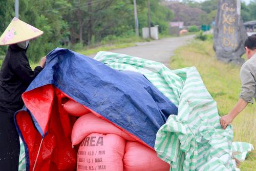 Người dân vùng rốn lũ Hưng Nguyên rục rịch đưa lúa gạo, trâu bò lên đê tránh lũ