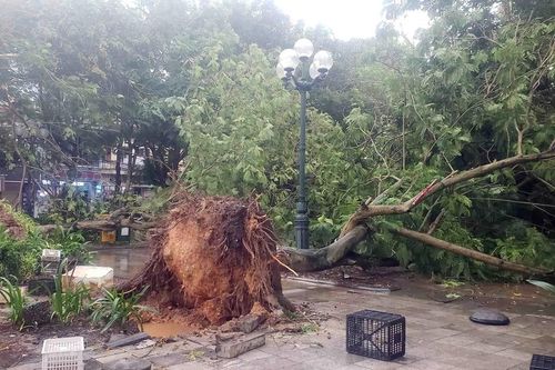 Vĩnh Phúc: Cây cối đổ ngổn ngang sau trận mưa lớn kèm giông lốc