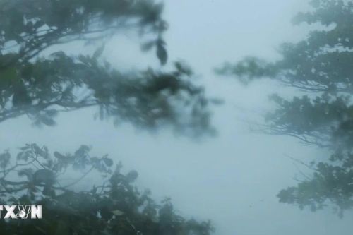 Khoảnh khắc cây cối oằn mình trước gió bão ở Hải Phòng