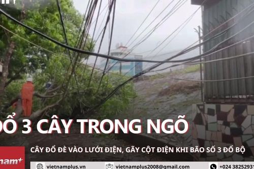 Long Biên: 3 cây đổ trong ngõ đè vào dây điện và làm gãy cột điện
