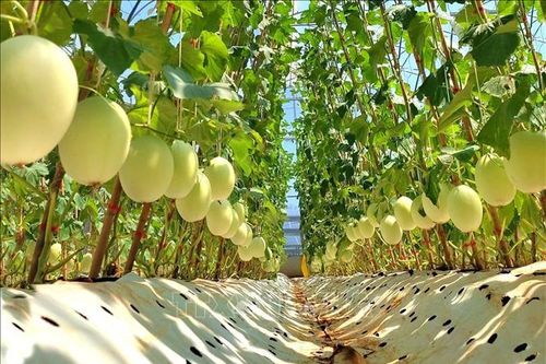 Thay đổi cách tính thuế để thúc đẩy sản xuất nông nghiệp theo chuỗi giá trị bền vững