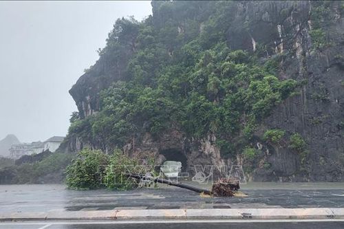 Ảnh hưởng bão số 3: Bão đổ bộ vào Quảng Ninh, cây xanh bị đổ la liệt