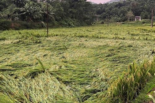 Bão số 3: Gần 300 ha lúa, rau màu bị gãy đổ