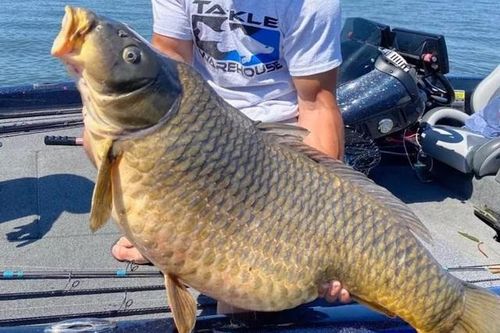 Đi câu, nam thanh niên bắt được con cá chép khổng lồ nặng 22kg
