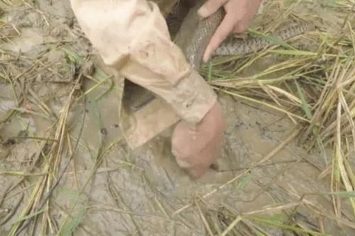 CLIP: Người đàn ông thả con rắn vào hố nhỏ, kết quả khiến ai cũng ngỡ ngàng