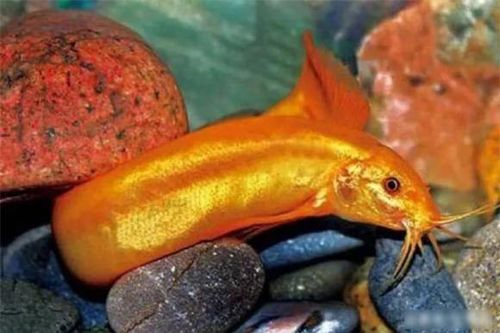 Có 1 loại 'chạch lai cá vàng' cực quý hiếm, 9x nuôi thử thu ngay trăm tỉ mỗi năm