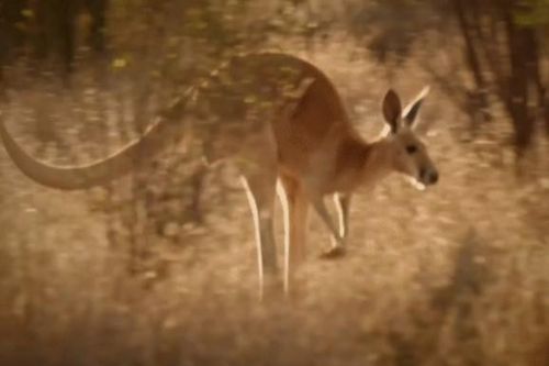 CLIP: Bỏ lỡ Kangaroo, kỳ đà khổng lồ 'giận dữ' tiêu diệt rắn độc chết chóc