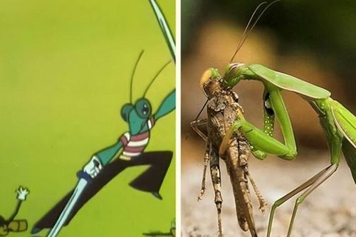 Loài vật có con cái ăn thịt 'bạn tình' sau khi 'ân ái': Tưởng là tàn nhẫn nhưng lại là 'sự sắp đặt của tạo hóa'!