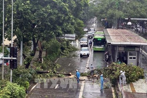 Hà Nội: Hình ảnh cây xanh gãy đổ khắp nơi do ảnh hưởng mưa bão