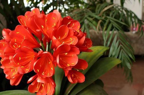 3 loại cây tuyệt đối không nên tặng cho người khác nếu không sẽ dễ tiêu tán tài lộc
