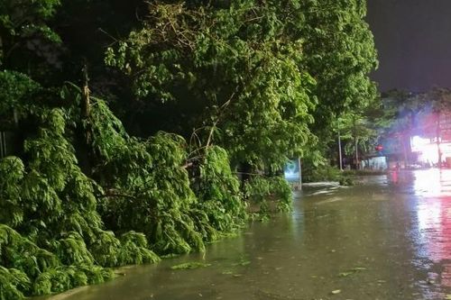 Hà Nội: Ảnh hưởng bão số 3, đường phố tan hoang, cây đổ ngổn ngang