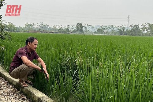 Những cánh đồng lúa - cá trên vùng đất chiêm trũng