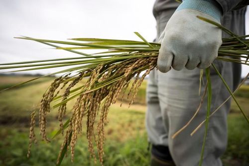 Nhật Bản thiếu gạo nghiêm trọng nhất nhiều thập kỷ