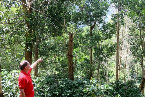Gỡ bài toán trồng rừng sản xuất cho người dân (bài 3)