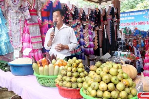 Cây sơn tra vùng cao Thuận Châu