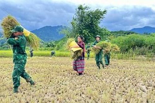 Giúp dân biên giới thu hoạch lúa 'chạy' bão