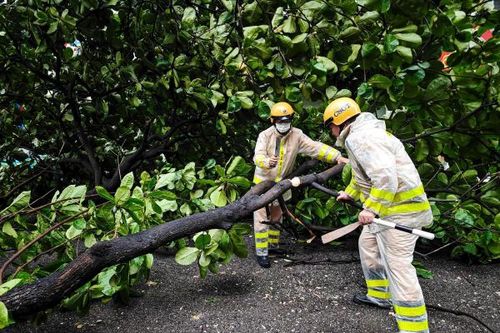 CSGT Hà Nội liên tục tuần tra, dọn dẹp cây đổ trong mưa bão