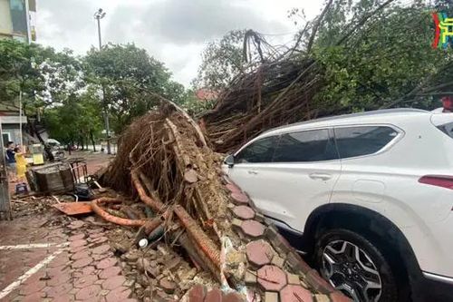 Hàng ngàn cây xanh, nhiều cột điện ở Hà Nội bị đổ