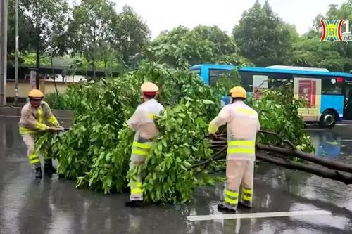 CSGT dọn cây đổ đảm bảo an toàn cho người dân