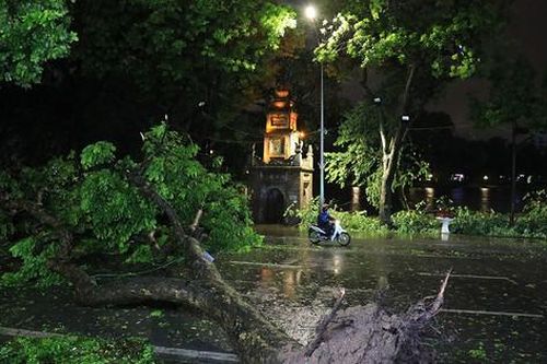 Nhiều cây cổ thụ bật gốc, gãy đổ ở khu vực hồ Hoàn Kiếm vì bão số 3