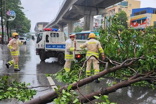 Bão chưa về, cây xanh đã đổ la liệt ở Hà Nội