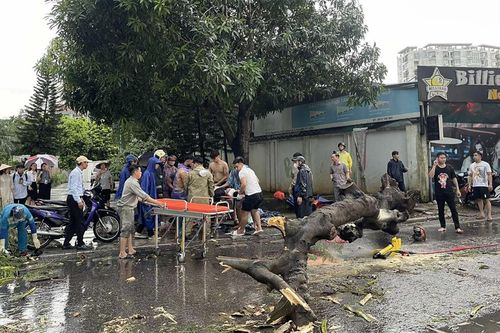 Cây xanh gãy đổ do bão Yagi đè chết người, làm hỏng xe ô tô: Ai phải bồi thường?
