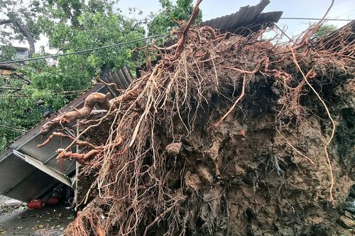 Bão số 3 đi qua, nhiều cây cổ thụ trăm năm tuổi ngã gục