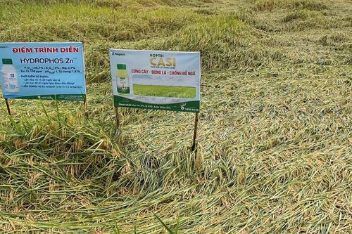 Bạc Liêu: Nông dân khóc vì lúa ngã đổ