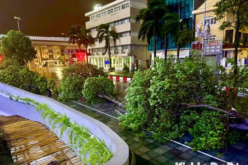 Bão số 3 đi qua, đường phố Hà Nội ngổn ngang cây đổ